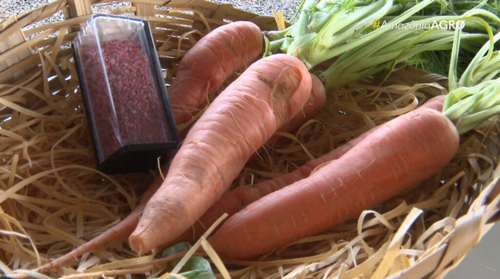 Calor Extremo: A Ameaça Silenciosa à Segurança Alimentar no Brasil