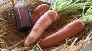 Calor Extremo: A Ameaça Silenciosa à Segurança Alimentar no Brasil