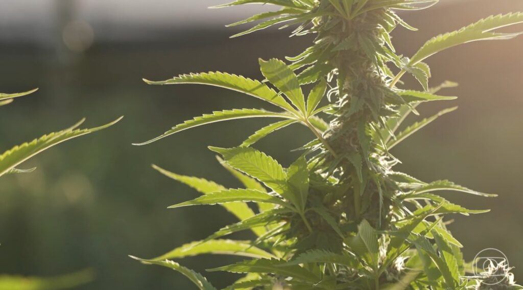 Maconha Medicinal: A Nova Era da Regulamentação nos EUA