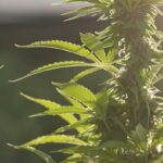 Maconha Medicinal: A Nova Era da Regulamentação nos EUA