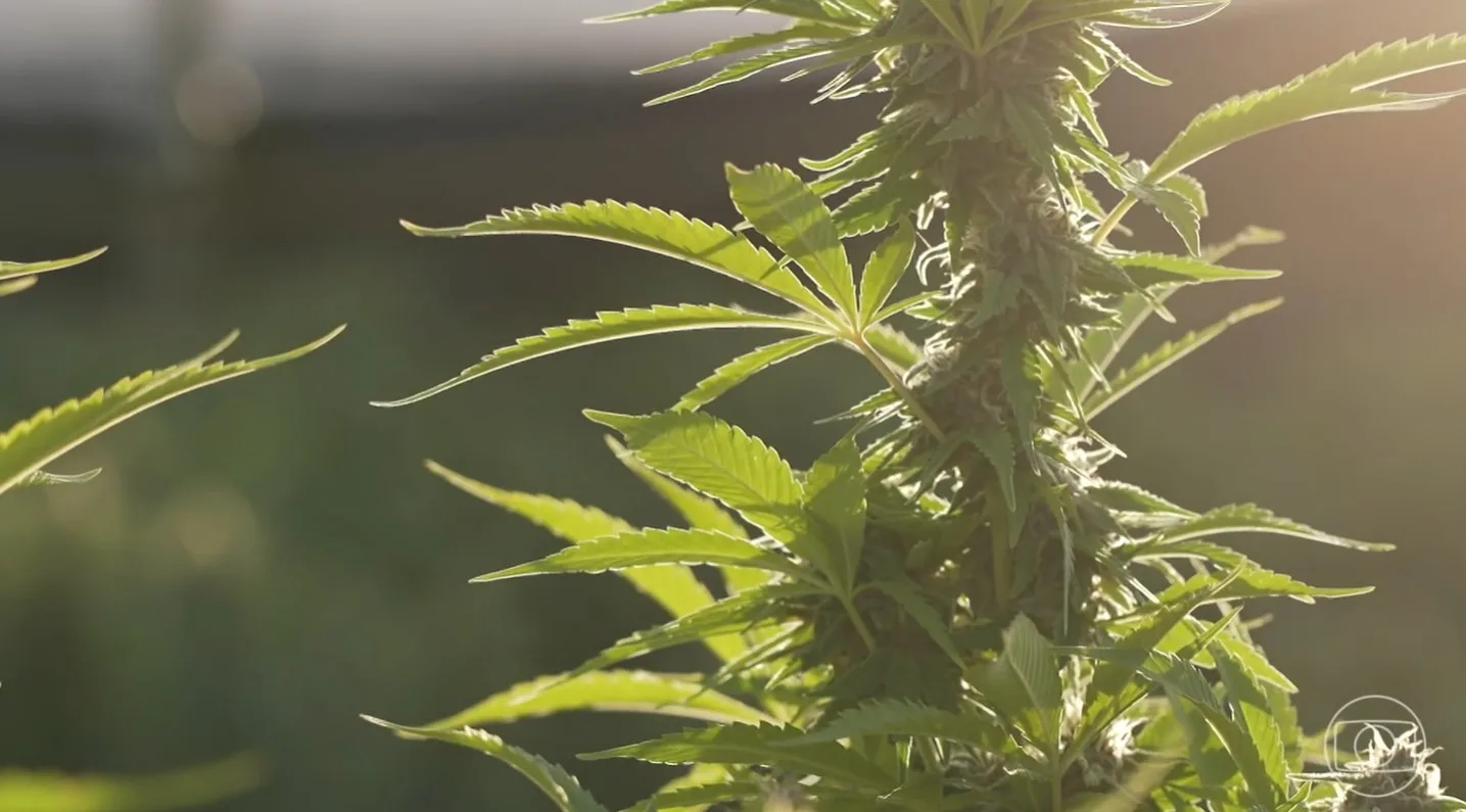 Maconha Medicinal: A Nova Era da Regulamentação nos EUA