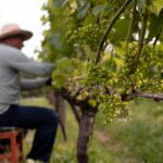 Viticultores do Rio Grande do Sul superam catástrofe com tecnologia