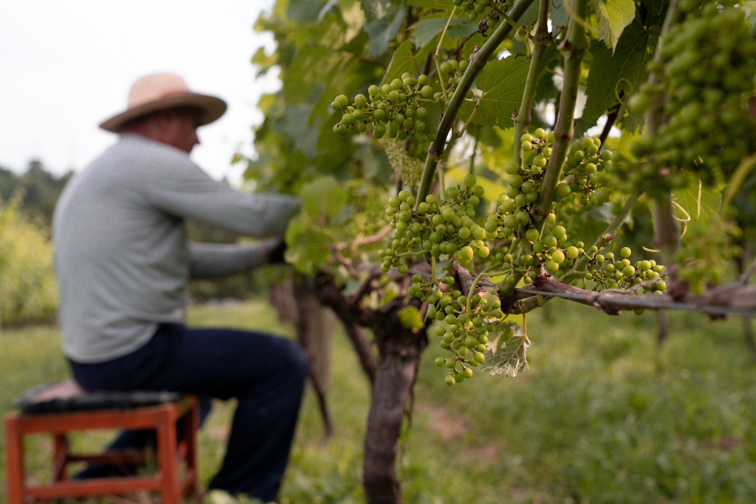 Viticultores do Rio Grande do Sul superam catástrofe com tecnologia