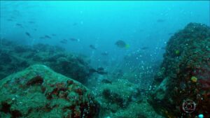 1-coral2-20190412184035