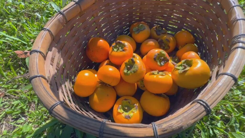 1-safra-caqui-frame-2801