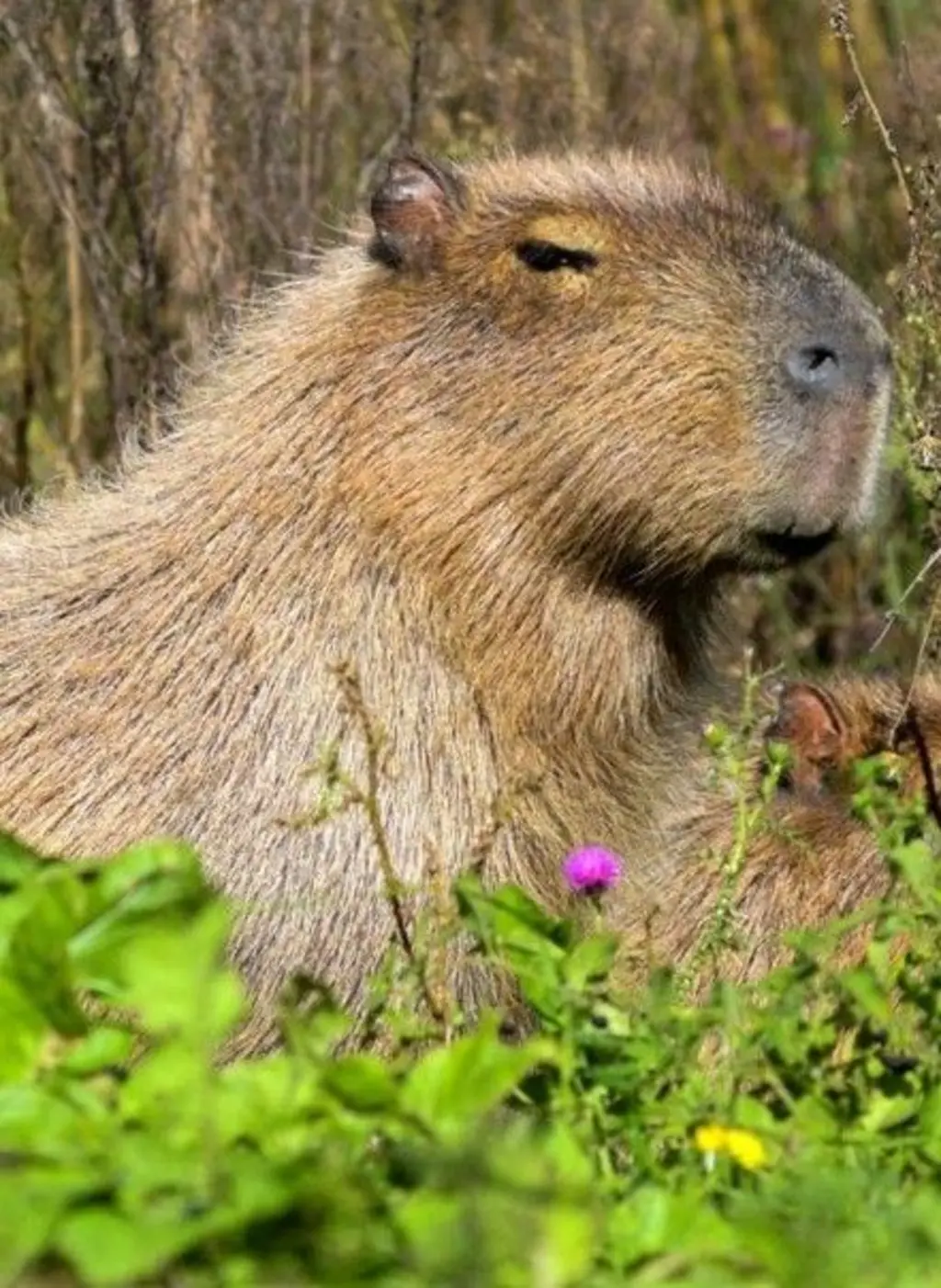 Trump Ordena Bloqueio Total de Petroleiros Venezuelanos: Crise se Aprofunda