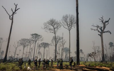 Câmara reduz Floresta Nacional do Jamanxim: entenda os riscos