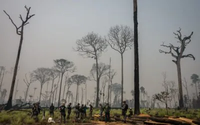 Câmara reduz Floresta Nacional do Jamanxim: entenda os riscos