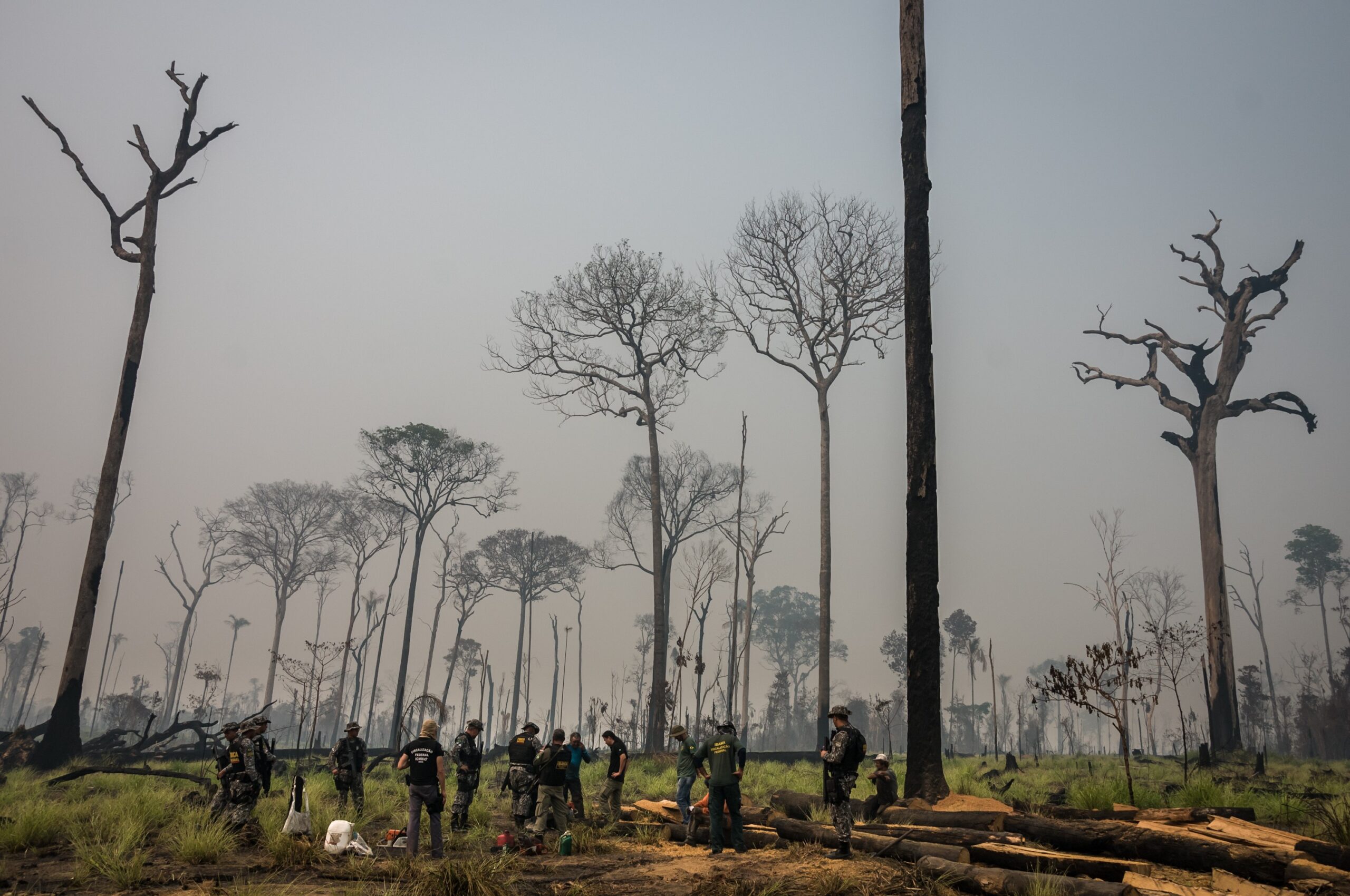 Câmara reduz Floresta Nacional do Jamanxim: entenda os riscos