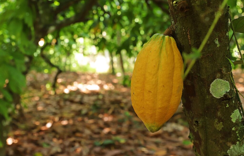 Guia Completo sobre a Produção de Cacau no Brasil: Dicas e Manejos