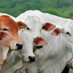 Impacto das Tarifas Chinesas na Exportação de Carne Brasileira