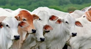 Impacto das Tarifas Chinesas na Exportação de Carne Brasileira