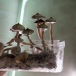 Os Efeitos Surpreendentes da Psilocibina no Cérebro Humano
