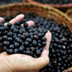 Açaí: O superalimento que pode combater ansiedade e depressão