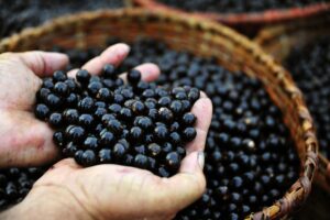 Açaí: O superalimento que pode combater ansiedade e depressão