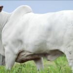 Vaca no Mato Grosso quebra recorde de fertilidade com 724 oócitos