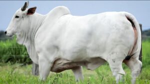 Vaca no Mato Grosso quebra recorde de fertilidade com 724 oócitos