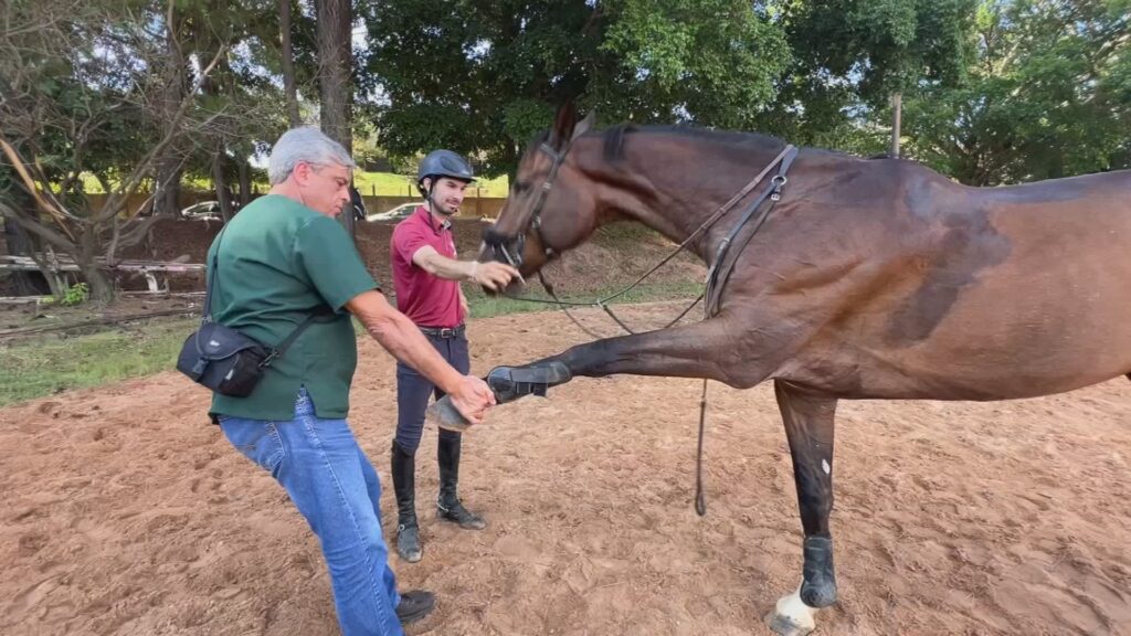 Avanços na Medicina Veterinária: A Recuperação do Cavalo Atleta