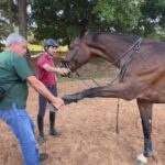 Avanços na Medicina Veterinária: A Recuperação do Cavalo Atleta
