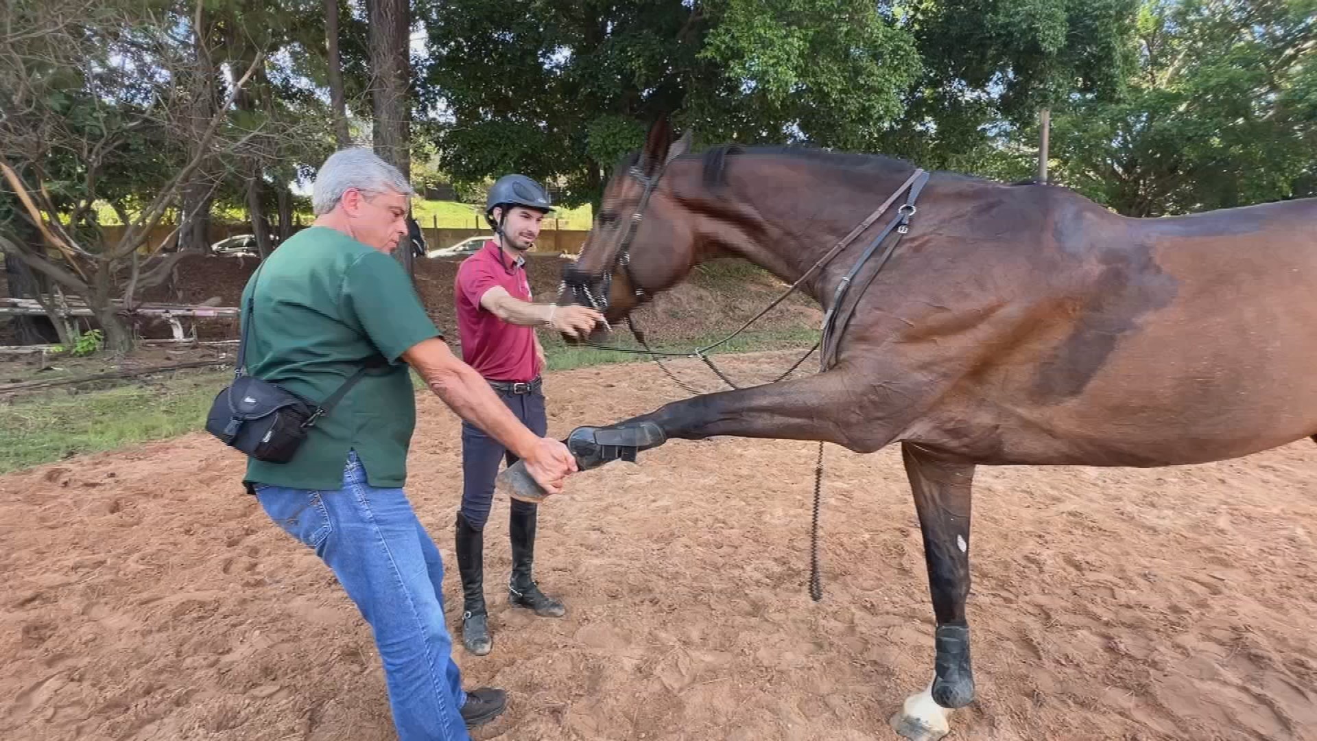 Avanços na Medicina Veterinária: A Recuperação do Cavalo Atleta