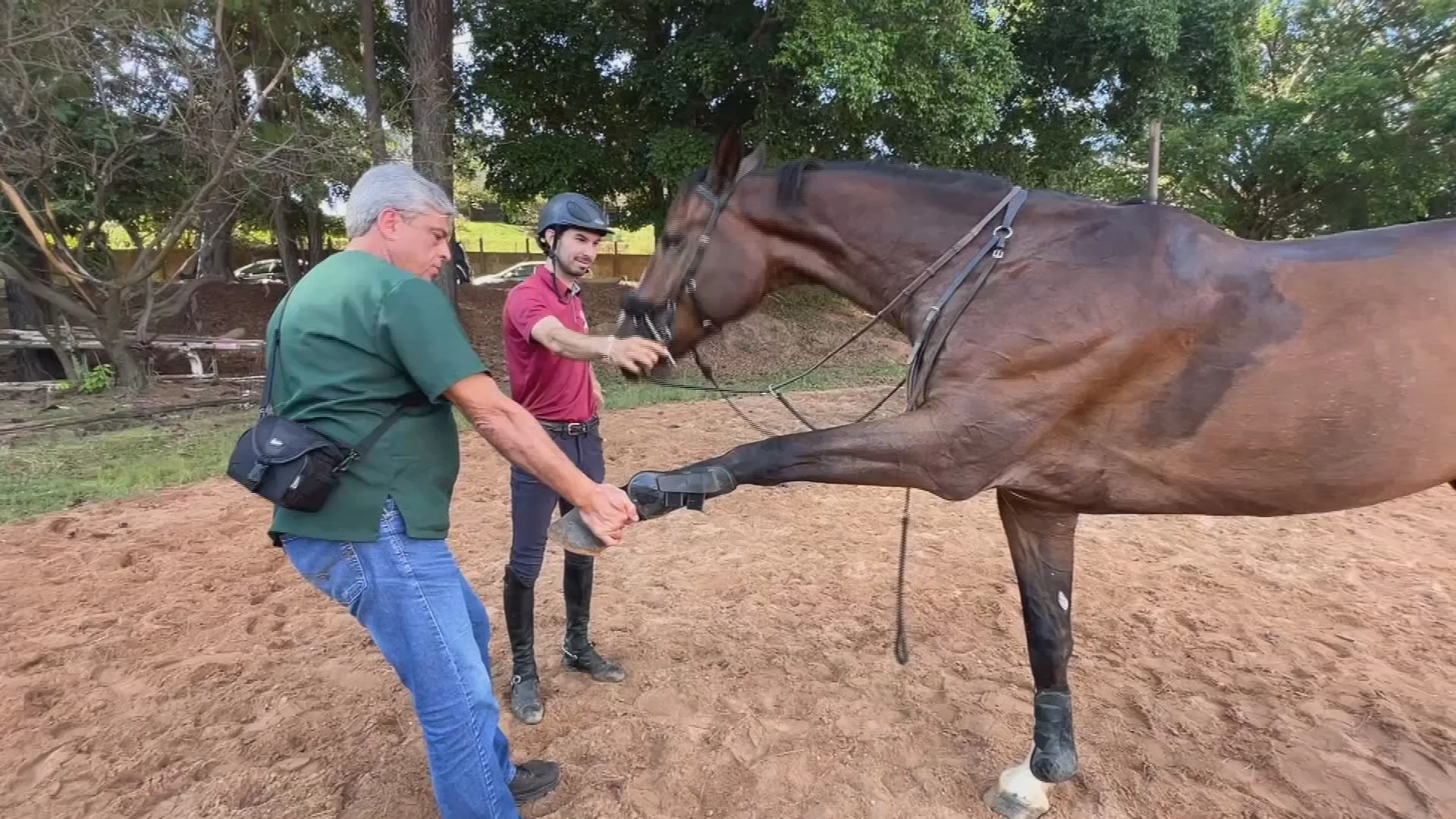 Avanços na Medicina Veterinária: A Recuperação do Cavalo Atleta