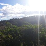 Café Agroecológico: A Revolução Sustentável no Espírito Santo