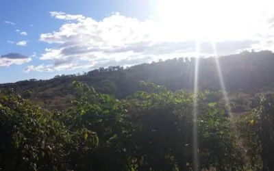 Café Agroecológico: A Revolução Sustentável no Espírito Santo