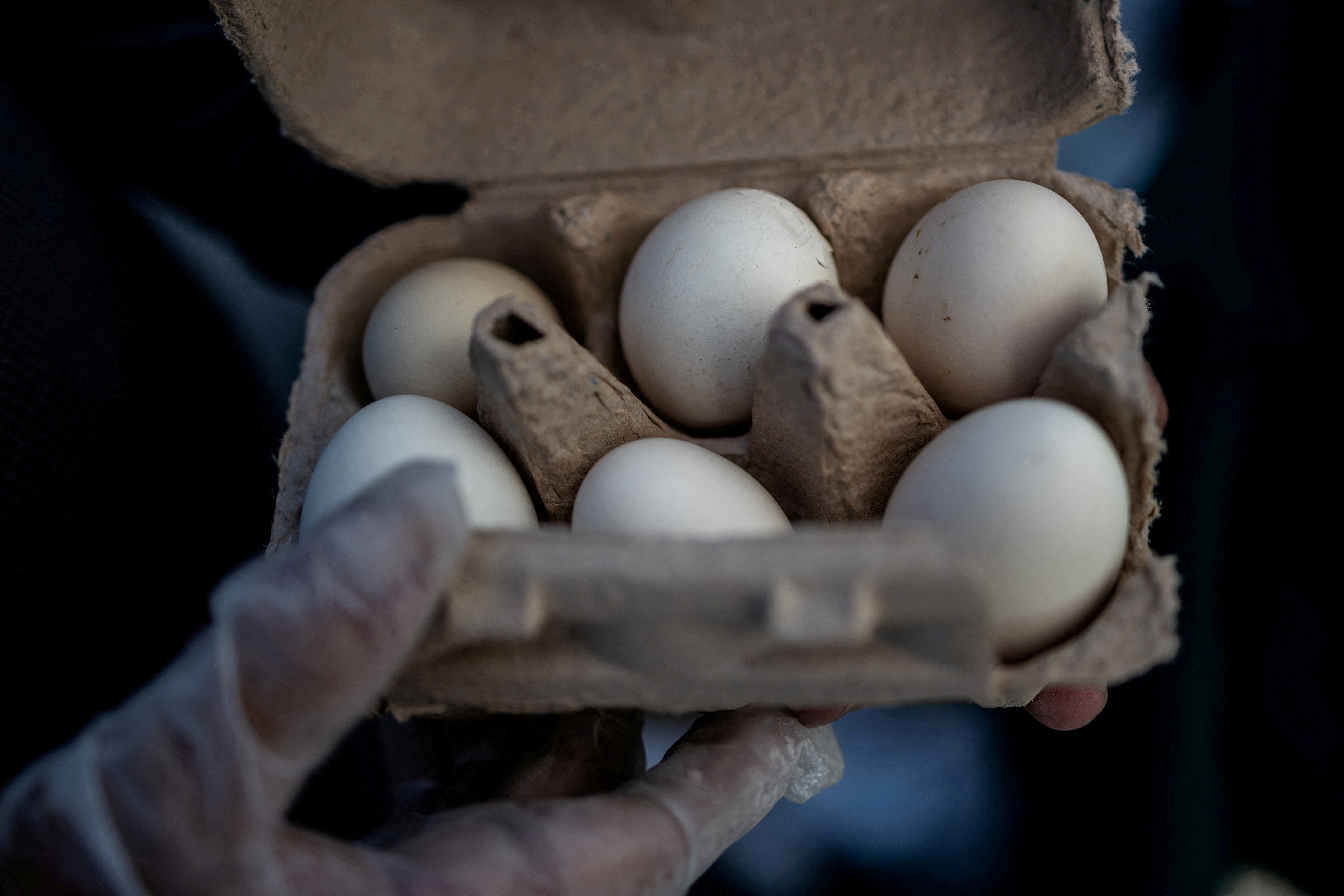 Recall de ovos nos EUA: risco de Salmonella em foco