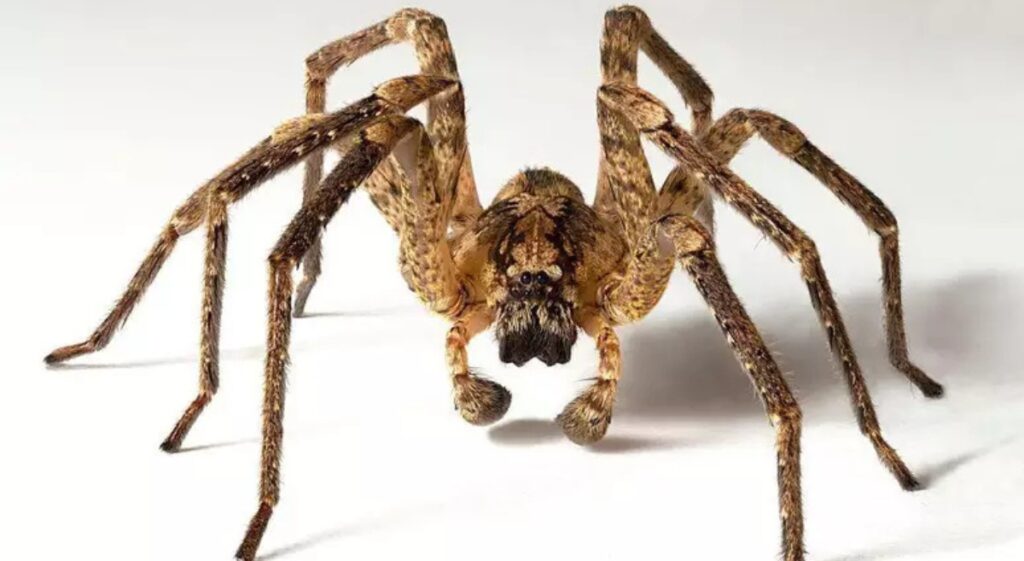 Por que tememos aranhas: ciência e cultura do medo