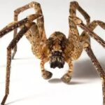 Por que tememos aranhas: ciência e cultura do medo