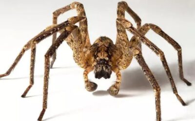 Por que tememos aranhas: ciência e cultura do medo