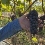 Colheita histórica da uva nebbiolo em São Roque
