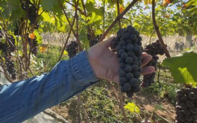 Colheita histórica da uva nebbiolo em São Roque